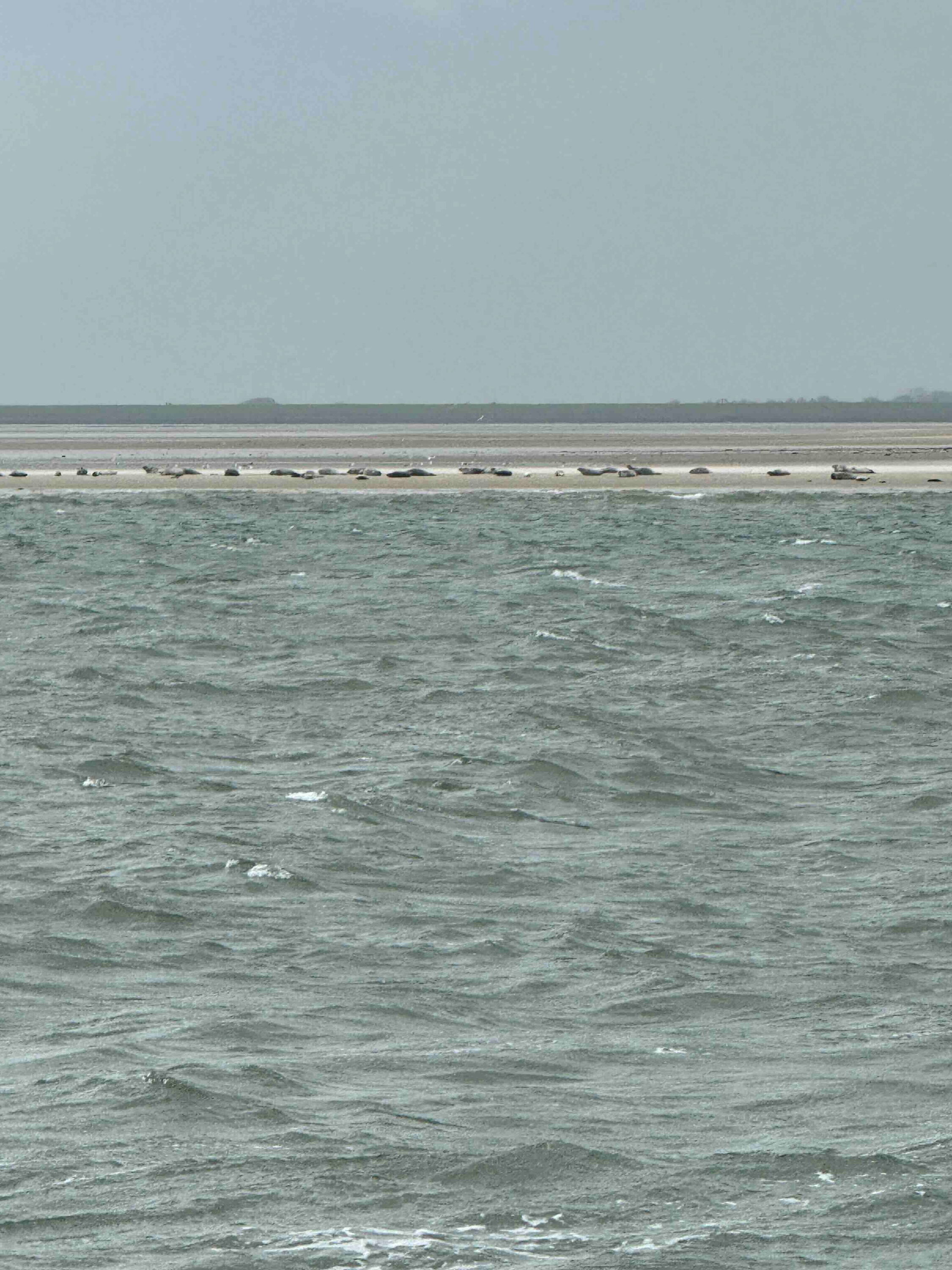 Seehundsbank